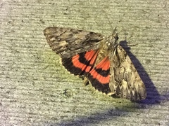Catocala coccinata