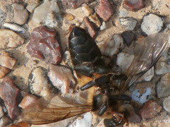 Apis dorsata
