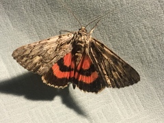 Catocala coccinata