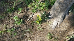 Wyethia amplexicaulis