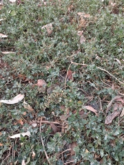 Chenopodium trigonon stellulatum