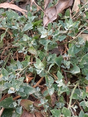 Chenopodium trigonon stellulatum
