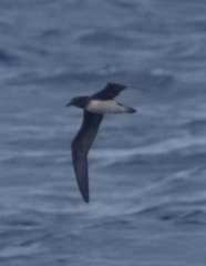 Pseudobulweria rostrata