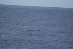 Pseudobulweria rostrata