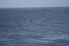 Pseudobulweria rostrata