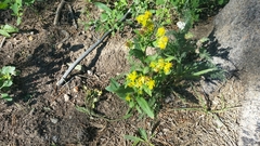 Wyethia amplexicaulis
