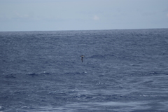 Pseudobulweria rostrata