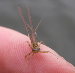 Epeorus vitreus