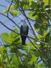 Ducula aurorae