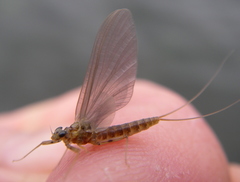 Epeorus vitreus