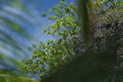 Ducula aurorae