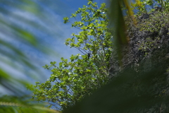 Ducula aurorae