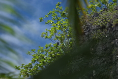 Ducula aurorae