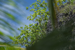 Ducula aurorae