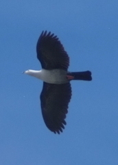 Ducula aurorae