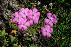 Dianthus pavonius