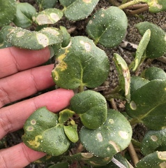 Lithariapteryx abroniaeella