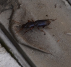 Stenomorphus