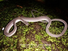 Xenodermus javanicus