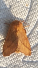 Malacosoma disstria