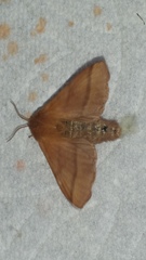 Malacosoma disstria