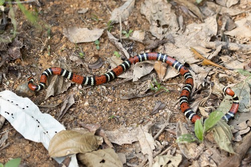 Photo of a Brazilian Coral Snake (Micrurus decoratus)