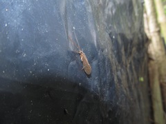 Rhyacophiloidea