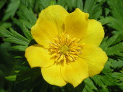 Trollius ranunculinus