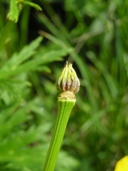 Trollius ranunculinus