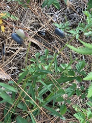 Crotalaria purshii