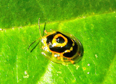 Ischnocodia annulus