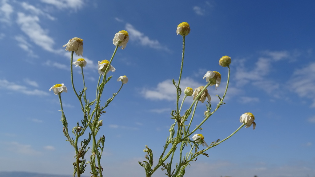Anthemis haussknechtii