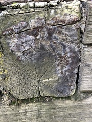 Agaricomycetes