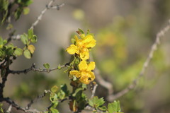 Larrea cuneifolia