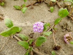 Abronia umbellata breviflora