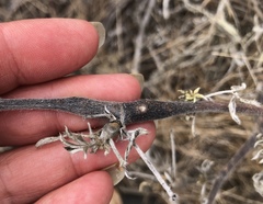 Neolasioptera lupini