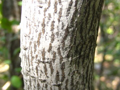 Neoshirakia japonica