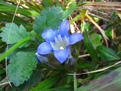 Gentiana scabra