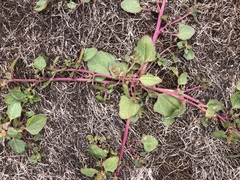 Chenopodium macrospermum