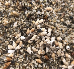 Potamopyrgus antipodarum