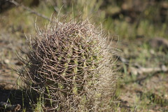 Echinopsis leucantha