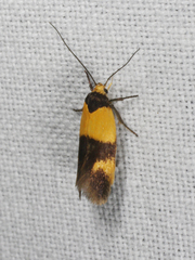 Antipterna euanthes