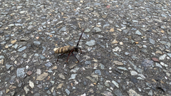 Acalolepta luxuriosa