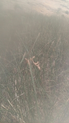 Juncus balticus ater