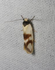 Antipterna trilicella