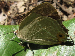 Chrysozephyrus smaragdinus