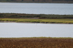 Egretta rufescens