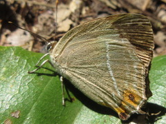 Chrysozephyrus smaragdinus