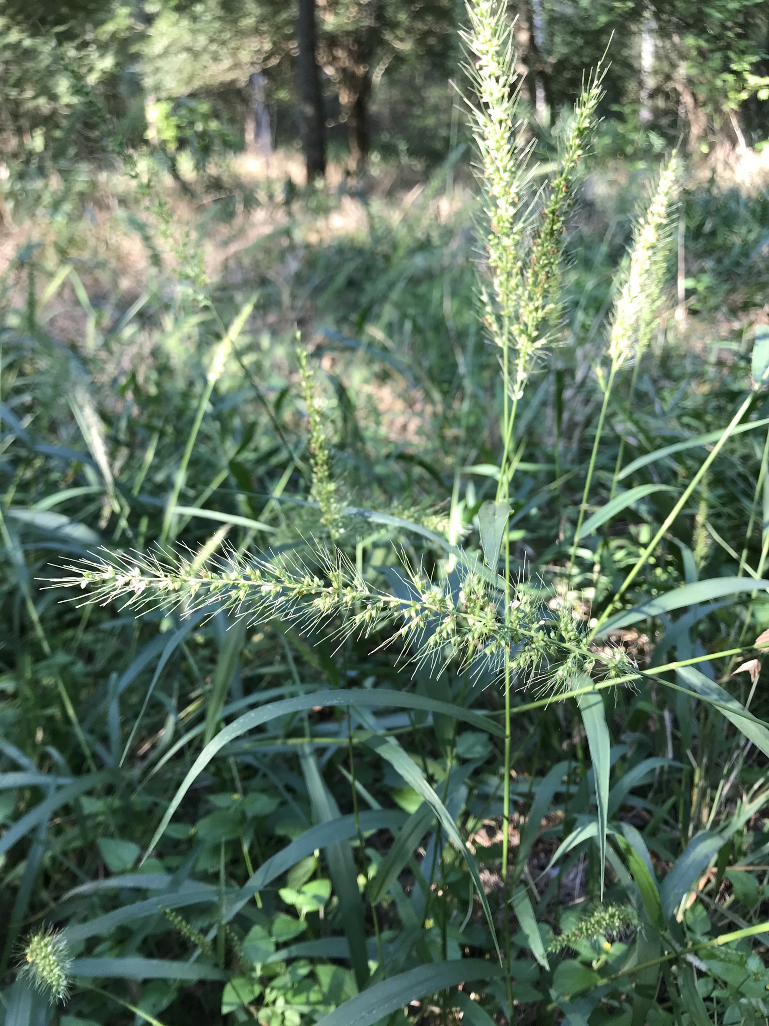 Setaria scheelei