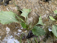Plantago cordata
